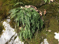 Asplenium fontanum