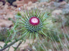 Cirsium neomexicanum