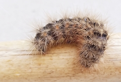 Apantesis incorrupta