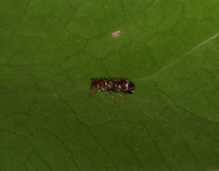 Ropalidia cyathiformis