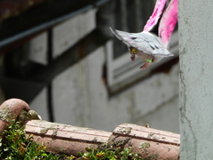 Columba livia domestica