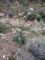Cirsium neomexicanum