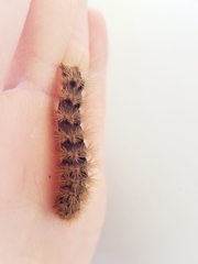 Apantesis incorrupta