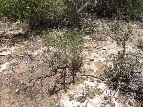 Commiphora franciscana