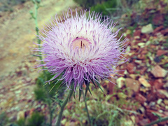 Cirsium neomexicanum