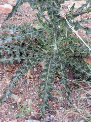 Cirsium neomexicanum