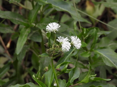 Gymnocoronis spilanthoides, photograph (c) Mark Clarke, some rights reserved (CC BY)