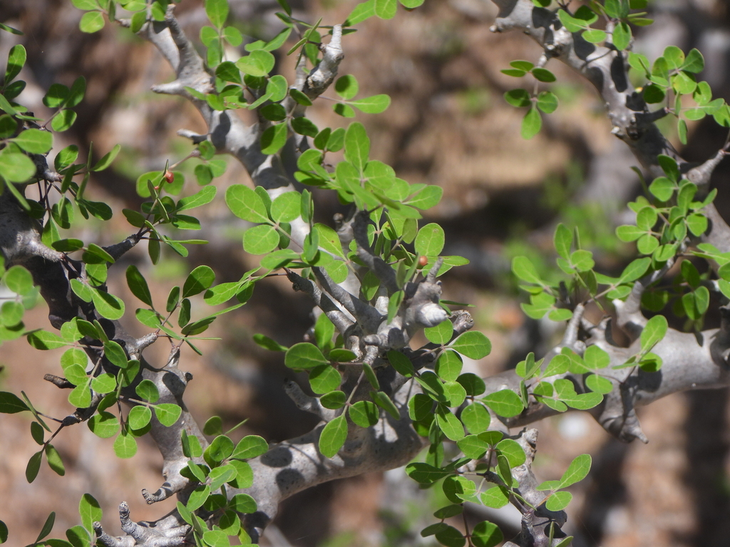 Commiphora franciscana, Toliary-II, Madagascar
