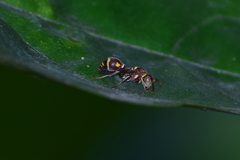 Ropalidia cyathiformis