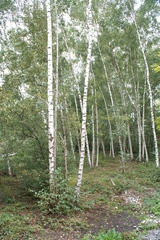 Betula pendula