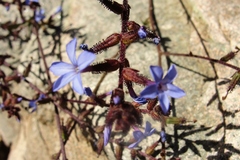 Plumbago caerulea