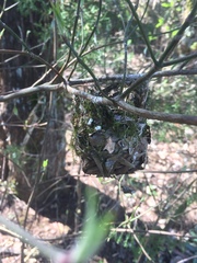 Vireo griseus