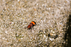 Enoclerus ichneumoneus