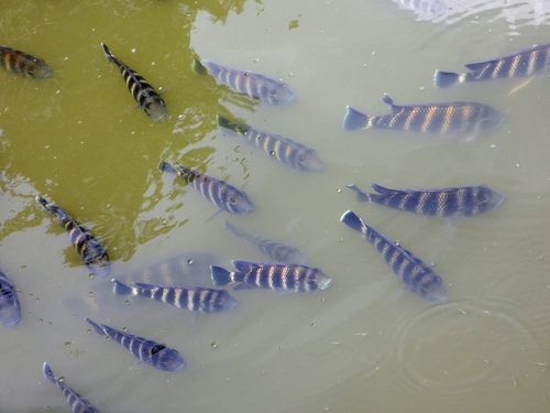 Heterotilapia buettikoferi
