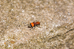 Enoclerus ichneumoneus