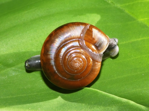 Sarika resplendens