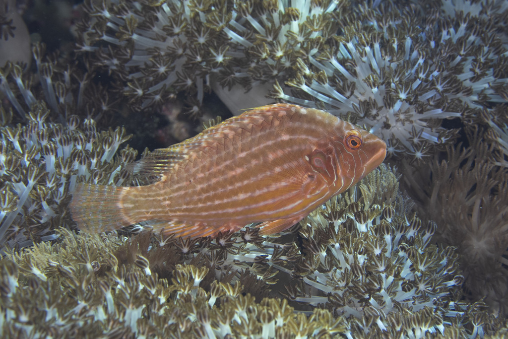 Cockerel wrasse (Pteragogus enneacanthus)