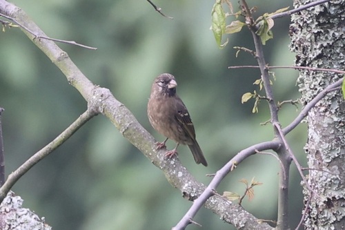 Thick-billed Seedeater (Crithagra burtoni), photo 3
