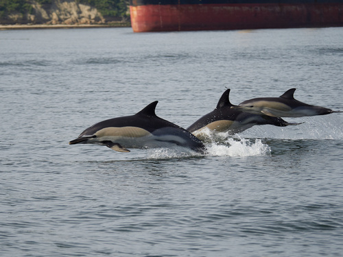 Delphinus delphis