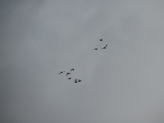 Pterocles orientalis