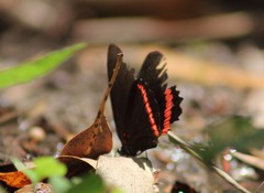 Biblis