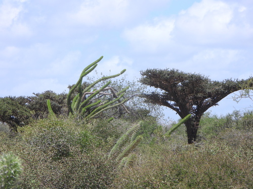 Didierea madagascariensis, photograph 3