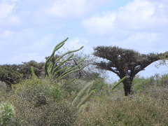 (c) amantedarmanin, some rights reserved (CC BY) Didierea madagascariensis, photograph (c) amantedarmanin, some rights reserved (CC BY)