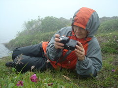 Rhododendron camtschaticum