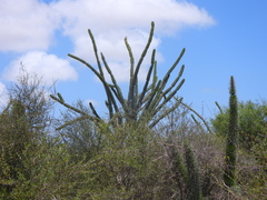 (c) amantedarmanin, some rights reserved (CC BY) Didierea madagascariensis, photograph (c) amantedarmanin, some rights reserved (CC BY)