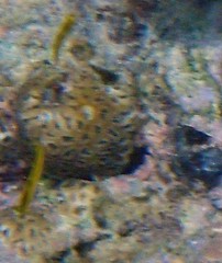 Dichocoenia stokesii