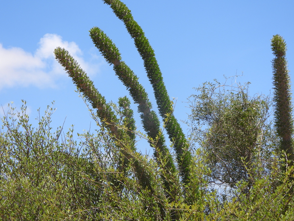 Didierea madagascariensis; photograph (c) amantedarmanin, some rights reserved (CC BY)