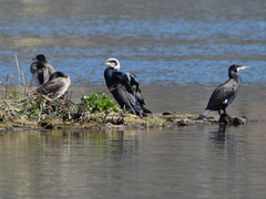 Phalacrocorax carbo