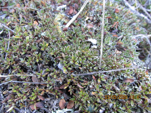 Coprosma petriei, photograph 4