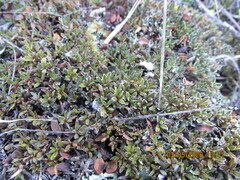 Coprosma petriei, photograph (c) edmonds5, some rights reserved (CC BY)
