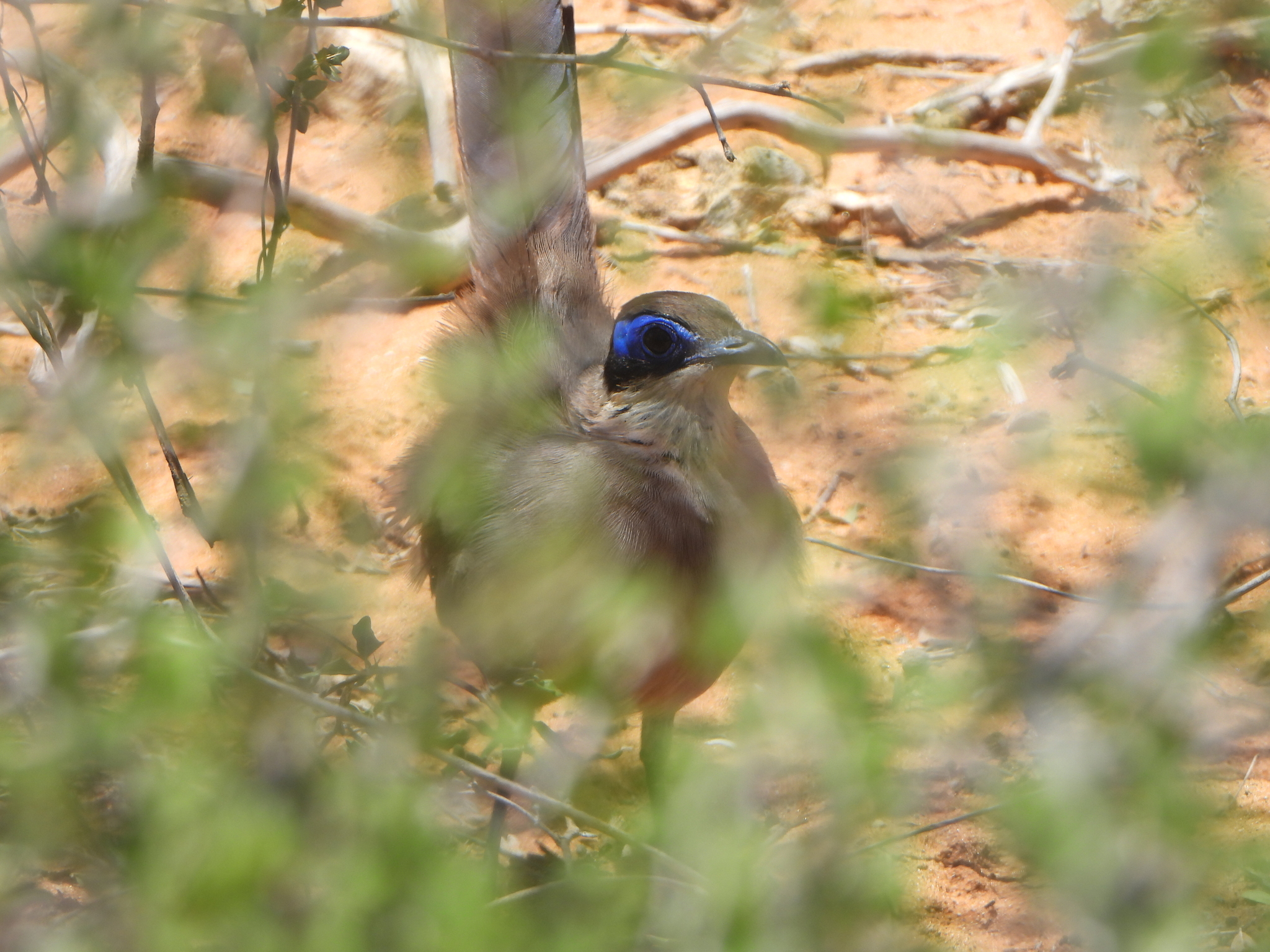 Red-capped Coua (Coua ruficeps), photo 5