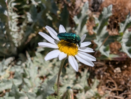 Psilothrix viridicoerulea