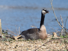 Branta canadensis