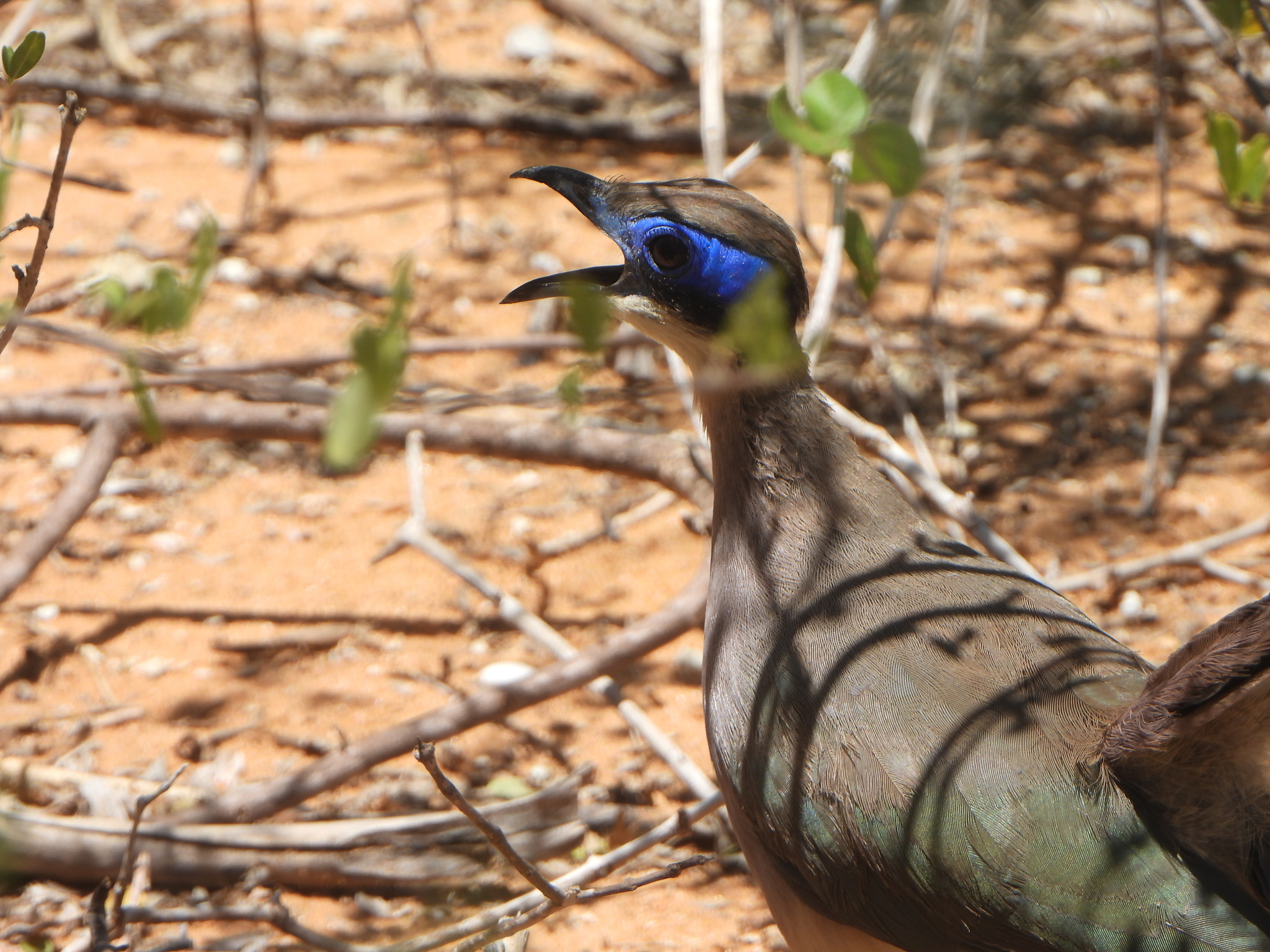 Red-capped Coua (Coua ruficeps), photo 2