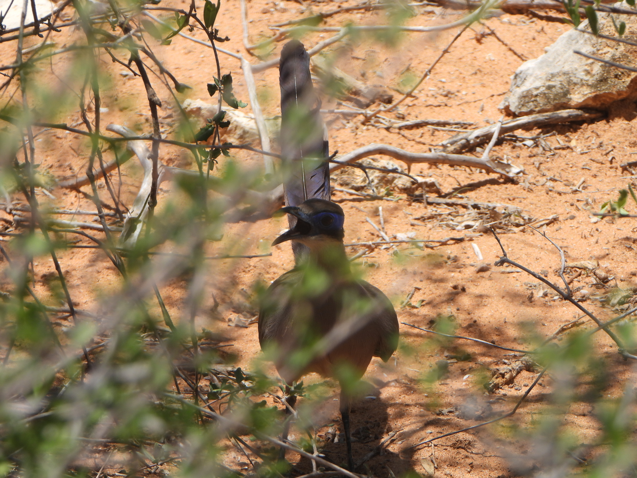 Red-capped Coua (Coua ruficeps), photo 4