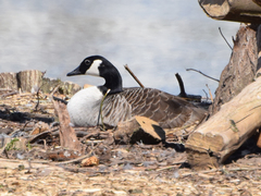 Branta canadensis