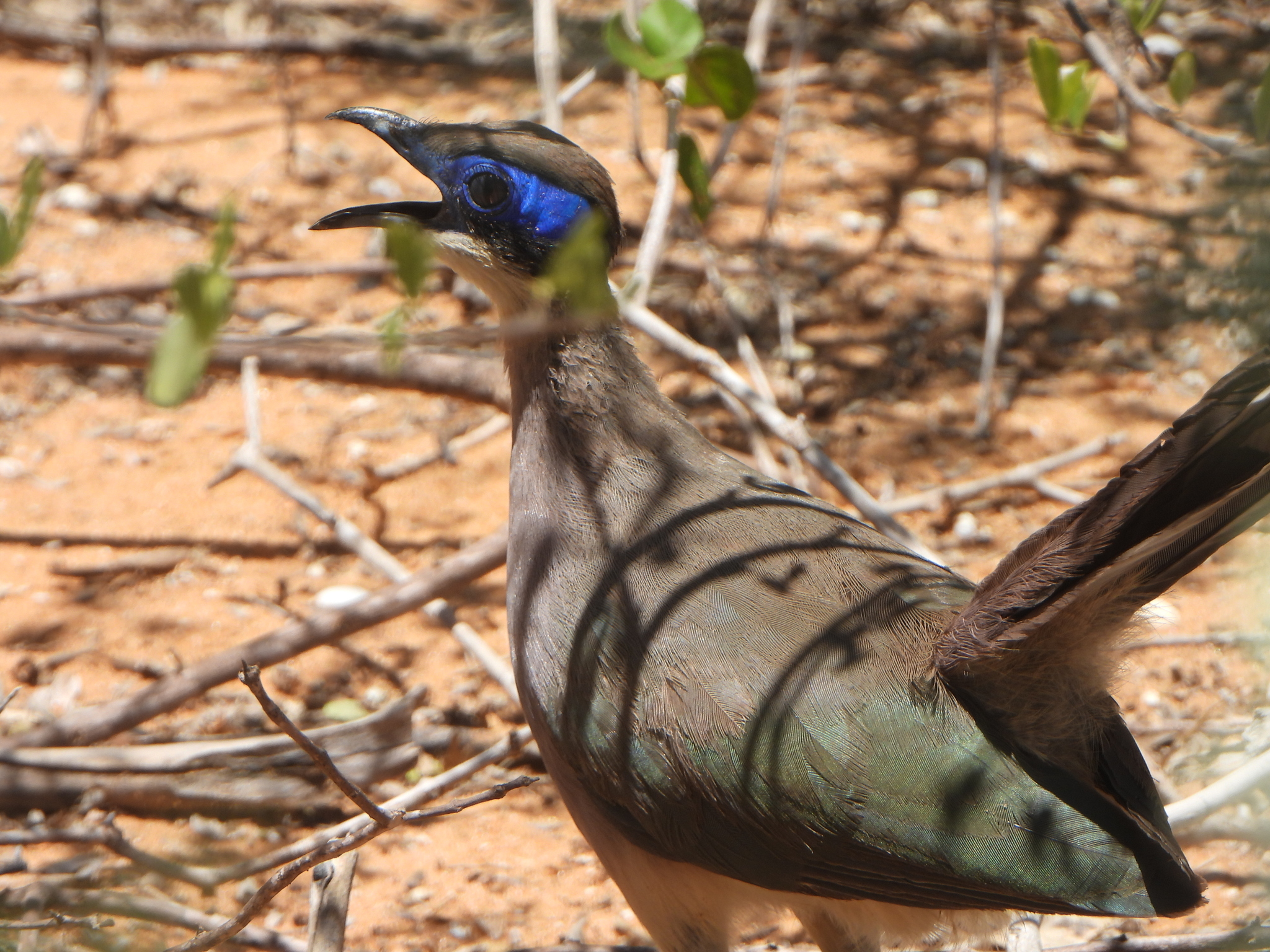 Red-capped Coua (Coua ruficeps), photo 1
