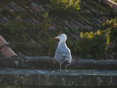 Larus michahellis