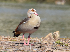 Alopochen aegyptiaca