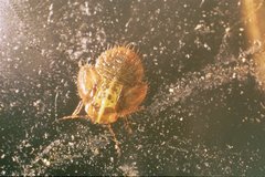 Hemiptera