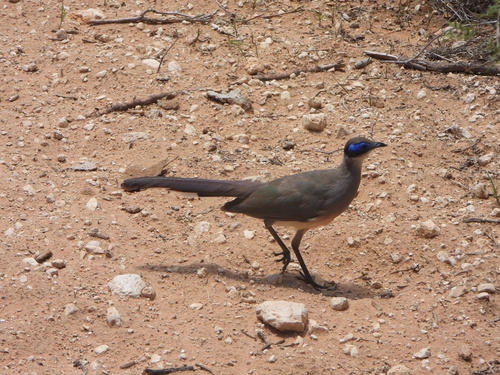 Red-capped Coua (Coua ruficeps), photo 9