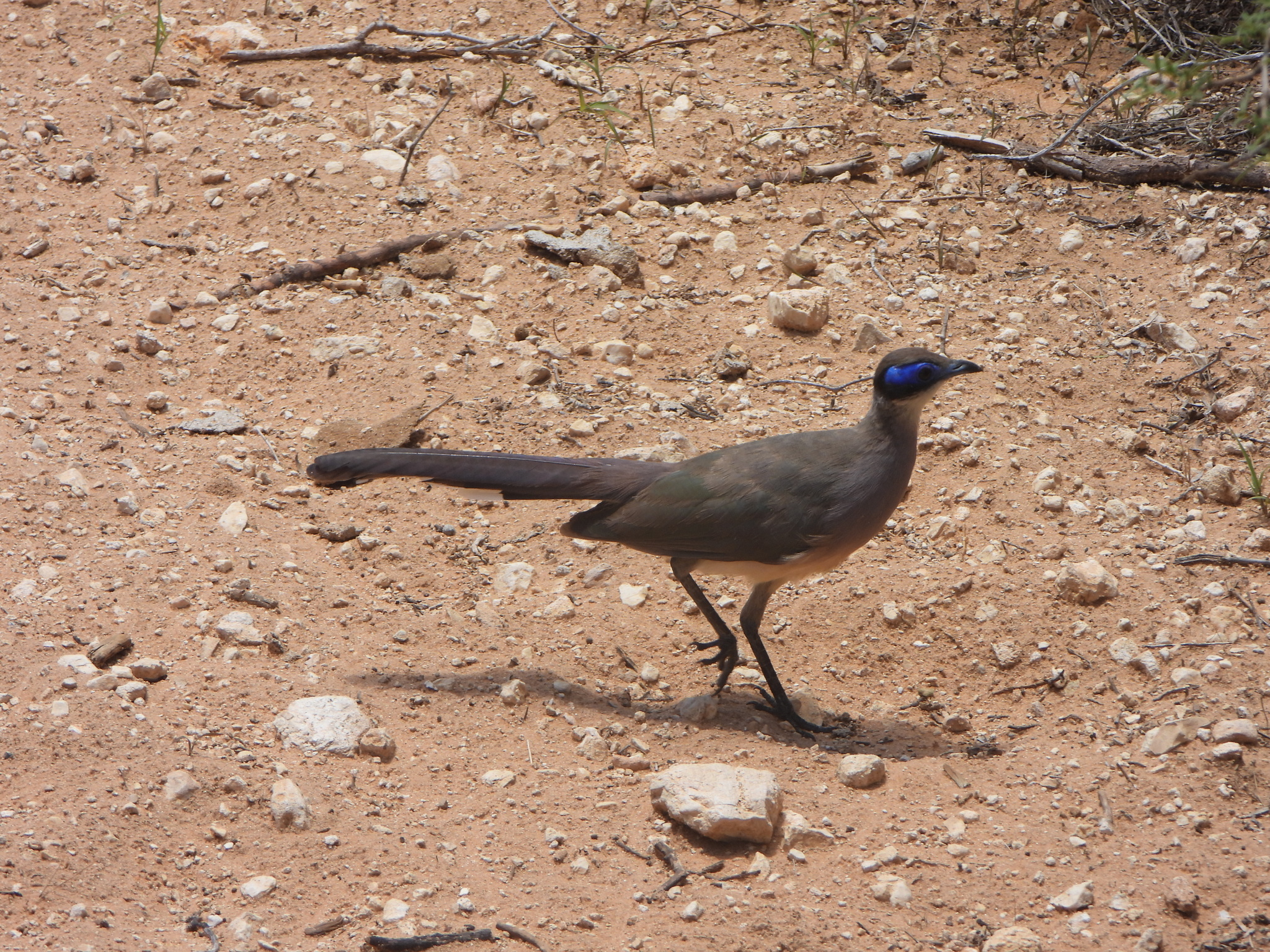 Red-capped Coua (Coua ruficeps), photo 3