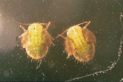 Hemiptera