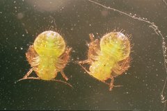 Hemiptera