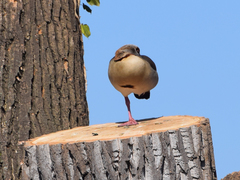 Alopochen aegyptiaca