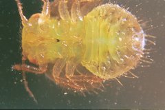 Hemiptera